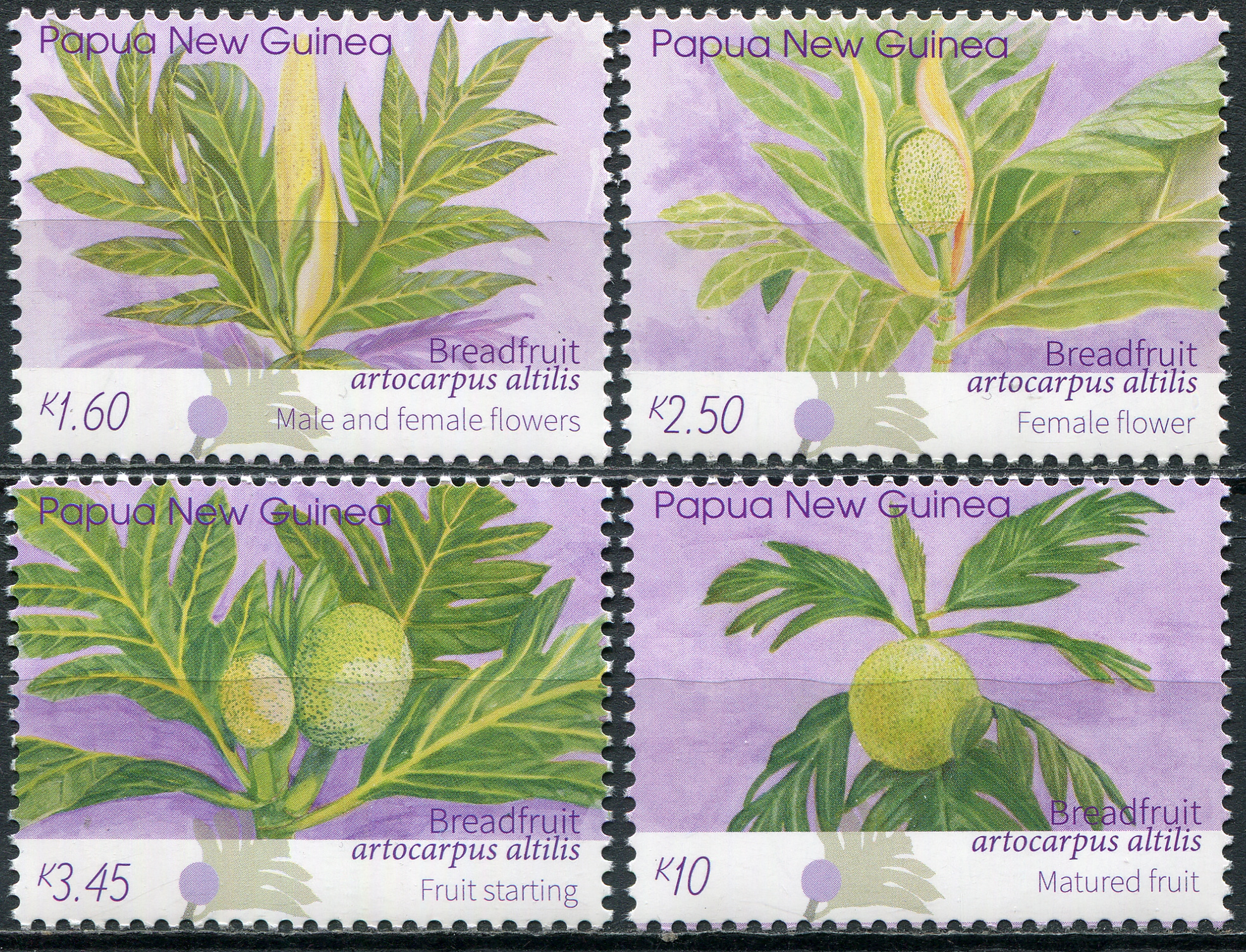 Papua New Guinea. 2020. Breadfruit (Artocarpus altilis) (2020) (MNH **) Set of 4 stamps