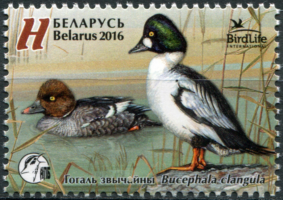 Belarus. 2016. Common goldeneye (MNH **) Stamp