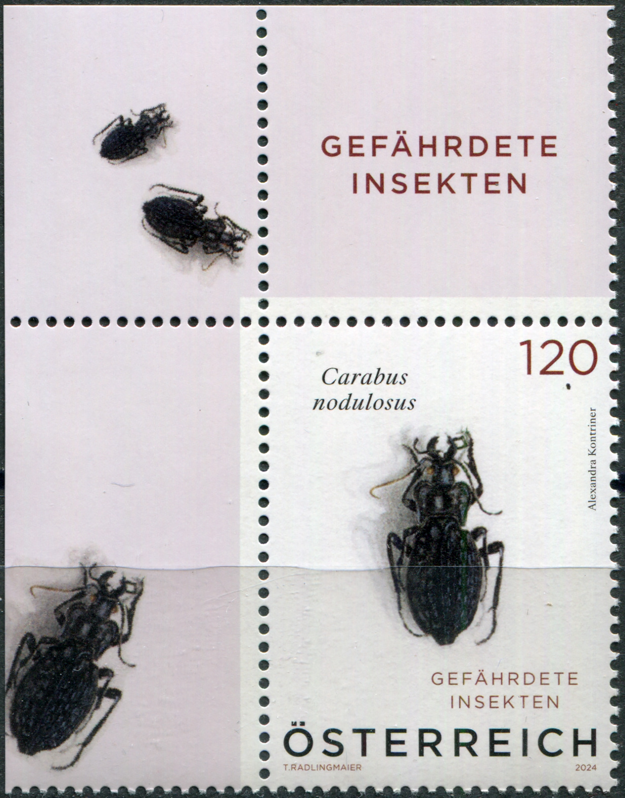 Austria. 2024. Black pit beetle (Carabus nodulosus) (II) (MNH **) Stamp